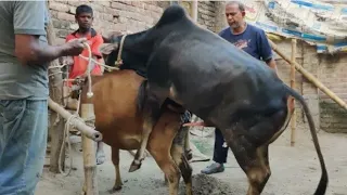 OMG।।।Cow Meeting.Cow Crossing. Cow Breeding. New Style 2021.......////