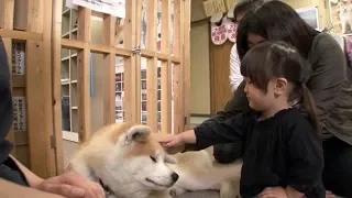 Japan’s Most Faithful Dogs The Akita Inu
