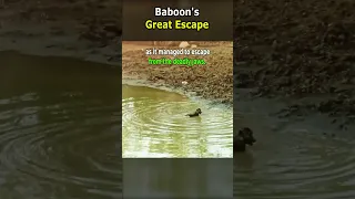 Baboon's Great Escape