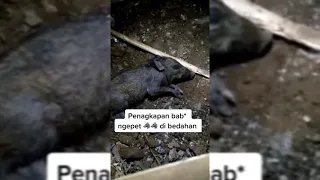 Full Video Viral babi ngepet di tangkap warga - Detik detik babi ngepet berubah jadi manusia