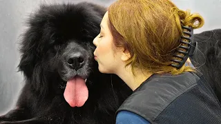 Newfoundland dogs are basically just Black Bears