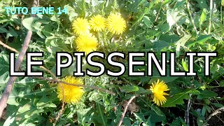 TUTO BENE "14"- LE PISSENLIT