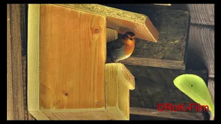 Rotkehlchen beim Nestbau in NABU-Nistkasten von ©RoK-Film - Robins nesting in nest box