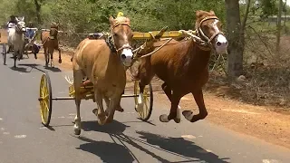 Exciting Horse Cart Race at Tavaga.2019.скачки. 赛马. paardenrennen. balap kuda.