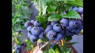 ✨Самые важные удобрения для голубики, чтобы получать большие урожаи крупной вкусной ягоды.