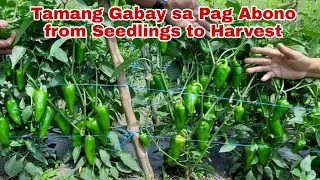 Complete Fertilizer Guide sa Kamatis at Bell Pepper from Seedlings to Harvest