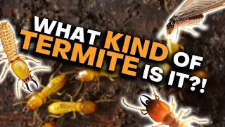 How To Tell Termites Apart!