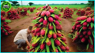 The Most Modern Agriculture Machines That Are At Another Level, How To Harvest Dragon Fruit In Farm