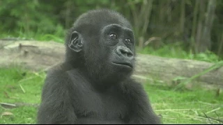 Gorilla Mothers and Babies at the Bronx Zoo