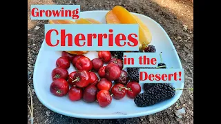 Growing Cherries in the desert! The easiest to grow tropical fruit in the desert, Barbados Cherry!