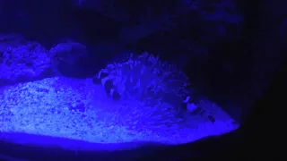 Симбиоз клоуна оцеляриса с краснотелой актинией. Морской рифовый аквариум