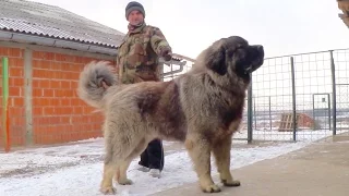 GRIZLI - 2 -  15 months old . CAUCASIAN SHEPHERD