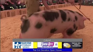 Top Cut Genetics | Colonel Spot Boar