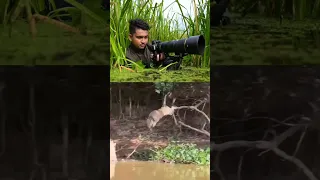 Tiger Atack Crocodile #wildlifestyle #animals #viral #youtubeshorts