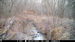 Skunks, owls, coyotes, foxes, large buck, buck jumps creek & more.