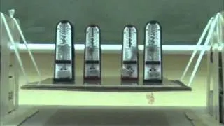 Synchronization of four metronomes on a suspension bridge