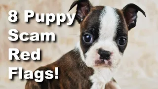 REAL Example Of Boston Terrier Puppy Scam!