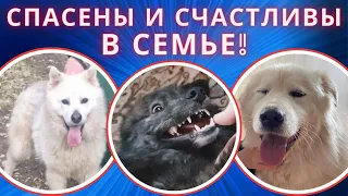 Делимся с вами нашей радостью! Бэль, Арчи и Тоффи шлют приветы из дома!