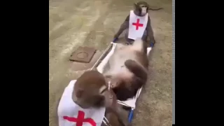 Here's the Monkey Emergency Doctor -Stretcher Monkey