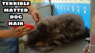Terrible matted dog hair full shave-Down