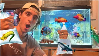 BUYING TONS OF NEW FISH FOR AQUARIUM EP: 6