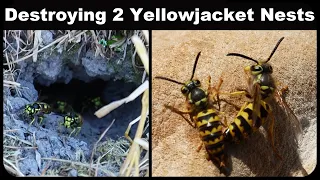 Destroying 2 Massive Yellow Jacket Nests - 1000s Wasps = Feast For The Chickens. Mousetrap Monday.
