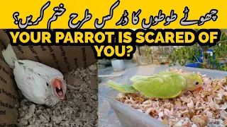 Ringneck baby Parrot ka darna kesy Khatam Karein?|BABY BIRD FEAR|TIPS & Info in HINDI/URDU 2022