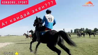 Көкбөрүдө дагы бир мыкты Аргымак (Франкел) 🔥🔥🔥