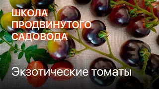 Экзотические томаты. Школа продвинутого садовода