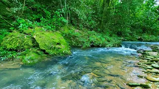 forest river nature sounds, gentle river sounds for deep sleep, relaxation and meditation