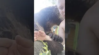 Медведь очень соскучился
