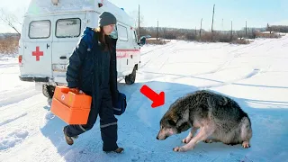 Sad Wolf Blocked The Nurse And Crying For Help When She Followed Him, She Saw Something Heartbreak