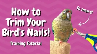 Parrot Nail Trimming Training Tutorial | BirdNerdSophie