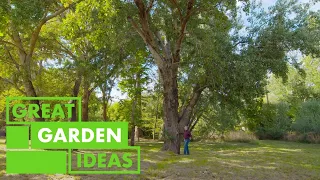 How to Grow BIG Trees In Your Garden | GARDEN | Great Home Ideas