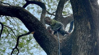 Very very dangerous tree logging!! Amazing skill Felling huge tree.