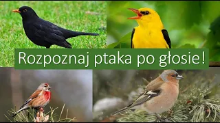 Rozpoznaj ptaka po głosie cz.5 - Poziom TRUDNY