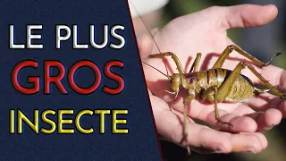 C'est QUOI LE PLUS GROS INSECTE DU MONDE ? (Le Weta Géant)