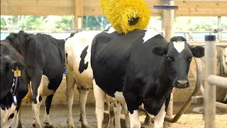 Cow Brush = Happy Cows | Organic Valley #shorts