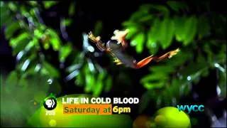 Life in Cold Blood - Saturdays at 6PM