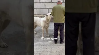 ДЕД БЕЗ ТОРМОЗОВ И СТРАХА