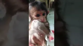 Baby Monkey Adoption Hello Netizen,are u okay??? #monyetlucu #babymonkey #cutemonkey (1)