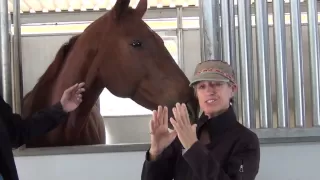 How To Get Horse On Bit