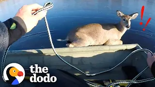 Couple Rescues Deer Stuck In Middle Of Frozen Lake | The Dodo