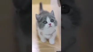 Cute cat video