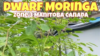 Dwarf Moringa || start indoor, grow outdoor | zone 3 Manitoba Canada