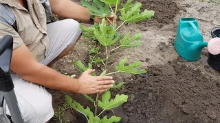 Как посадить ИНЖИР. Саженцы Инжира.