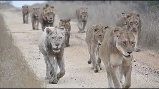 How Lion Prides Battle for Dominance