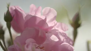 Rose Centifolia harvest in Grasse - Episode 1