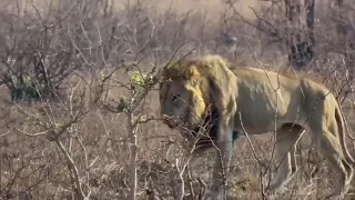 Mfowethu, Brother of the Famous White Lion, Casper seen Alone.