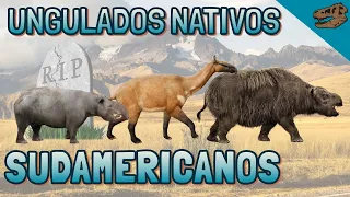 Ungulados nativos sudamericanos (SANUs) ¿Qué eran y a qué grupos estaban relacionados?